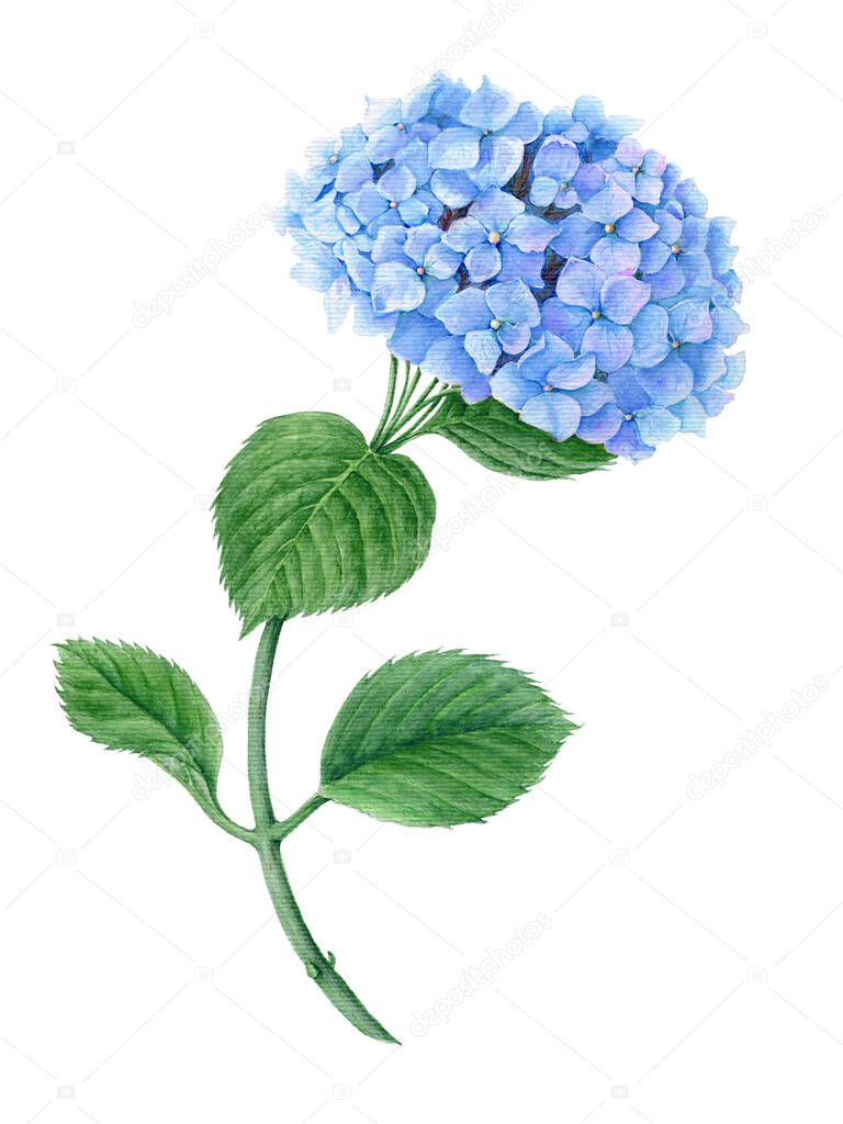 Blue Hydrangea watercolor botanical illustration isolated on a white background suitable for floral or wedding invitation cards design