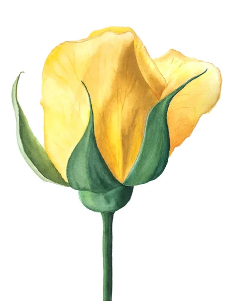 Single realistic yellow rose watercolor illustration — Stock Photo, Image