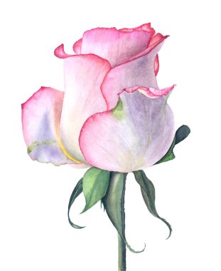 Pink rose vintage watercolor botanical illustration clipart