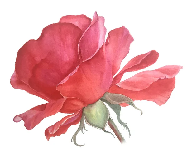 Χαριτωμένο κόκκινο τριαντάφυλλο ακουαρέλα εικονογράφηση — Φωτογραφία Αρχείου