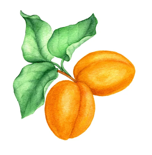 Apricot tak vintage aquarel botanische illustratie — Stockfoto