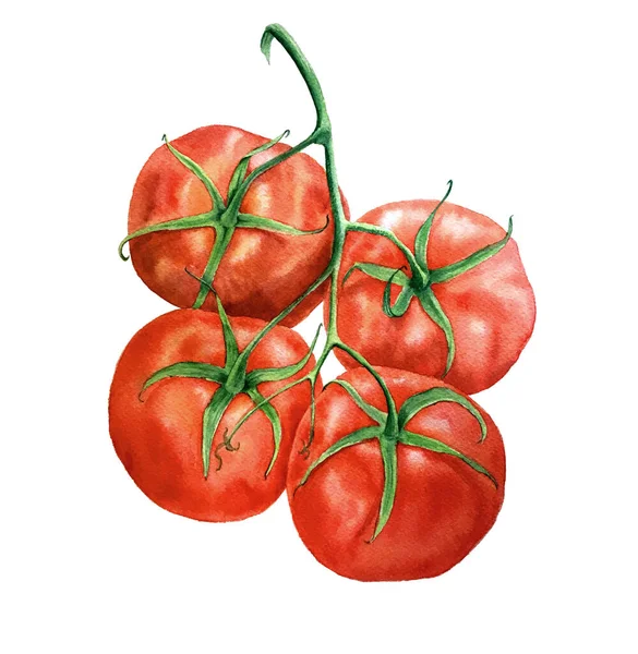 Rote Tomate Zweig Jahrgang Aquarell botanische Illustration — Stockfoto