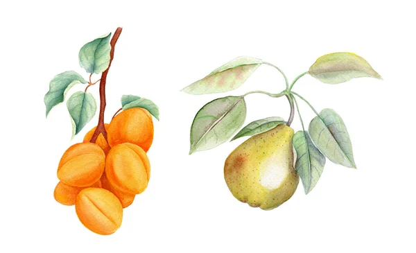 Conjunto de frutas vintage aquarela botânica ilustração — Fotografia de Stock