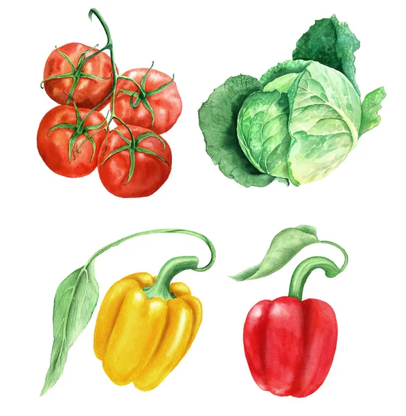 Set of vegetables vintage watercolor botanical illustration — Stock Photo, Image