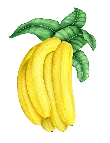 Ramo di banana con foglie verdi acquerello illustrazione — Foto Stock