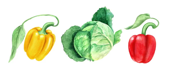 Conjunto de verduras: col y amarillo y pimentones acuarela ilustración —  Fotos de Stock