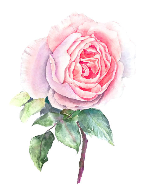 Pink Rose isolated on a white background watercolor illustration