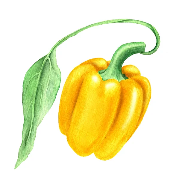 Yellow paprika vintage watercolor botanical illustration — Stock Photo, Image