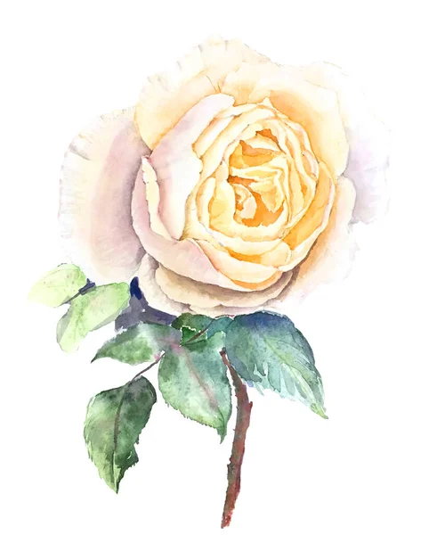 Ročník žlutá růže akvarel botanické ilustrace — Stock fotografie