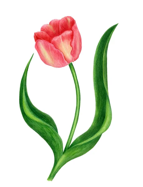 Tulipán vintage aislado sobre fondo blanco. Ilustración botánica —  Fotos de Stock