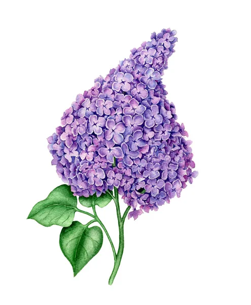Violet Syringa vintage watercolor botanical illustration — стокове фото