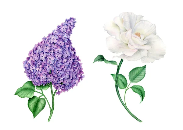 Акварельные цветы ставят винтажные ботанические иллюстрации — стоковое фото