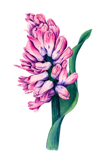 Vintage Hyacinth flower watercolor botanical illustration — Stock Photo, Image