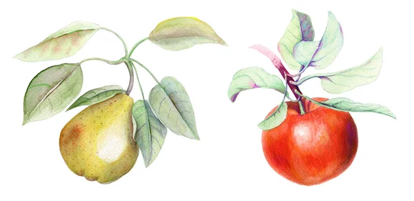 배와 사과가 들어 있는 빈티지 세트 워터 컬러 삽화 — 스톡 사진
