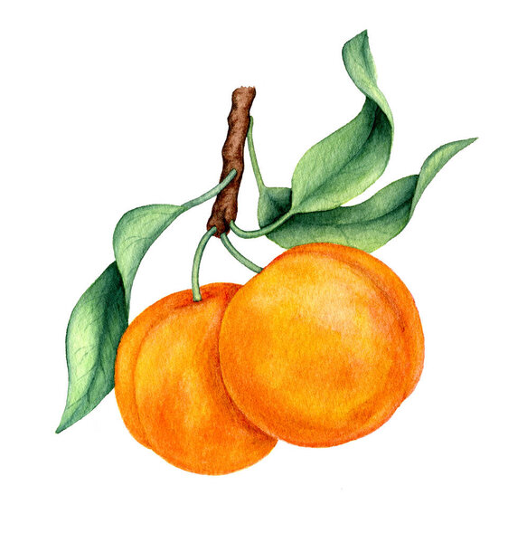 Ветвь персиков с зелеными листьями изолированы на белом фоне