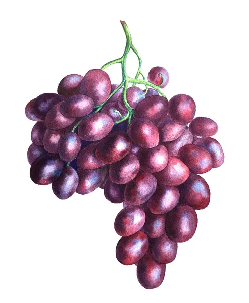 Акварельная иллюстрация винтажной ветви винограда на белом фоне — стоковое фото