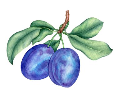 Beyaz arka planda yeşil yapraklı bir dalda iki erik.