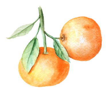 Eski suluboya mandallar botanik illüstrasyon dalları