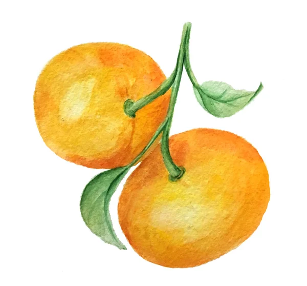 Watercolor tangerines branch vintage illustration — Stock Photo, Image