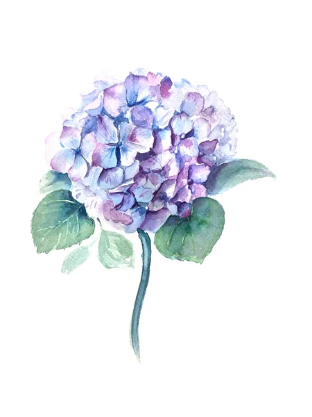 Akvarel Hydrangea květina se zelenými listy vinobraní ilustrace — Stock fotografie