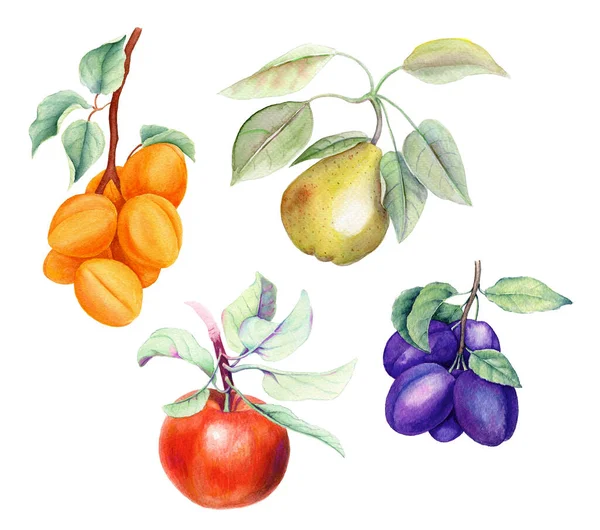 Set di frutta vintage acquerello illustrazione — Foto Stock