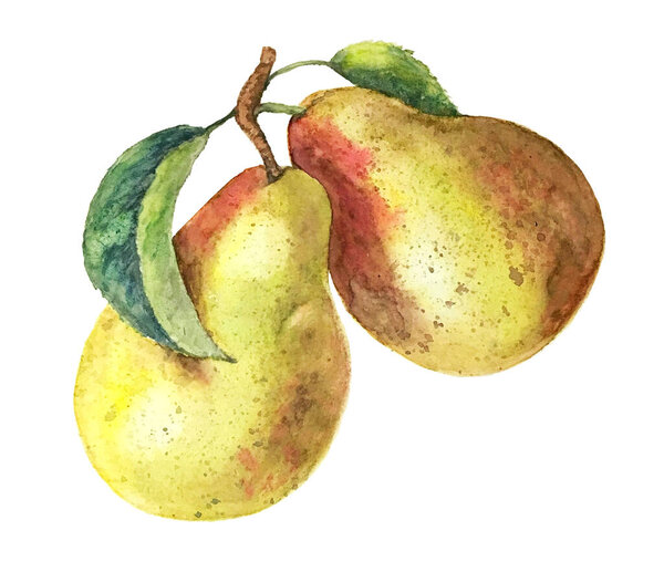 Watercolor pear branch vintage watercolor illustration