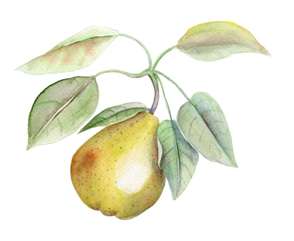 옐로 페어 빈티지 수채화 식물학적 삽화 — 스톡 사진
