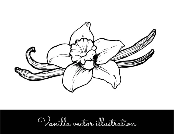 Vintage vanilla flower and sticks line vector illustration — Stock Vector