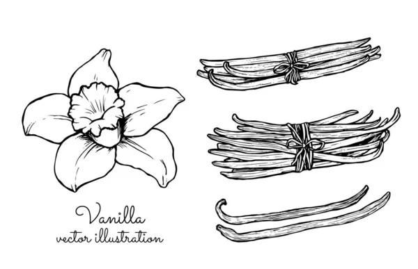 Vintage vanilla flower and vanilla sticks bunches collection — Stock Vector