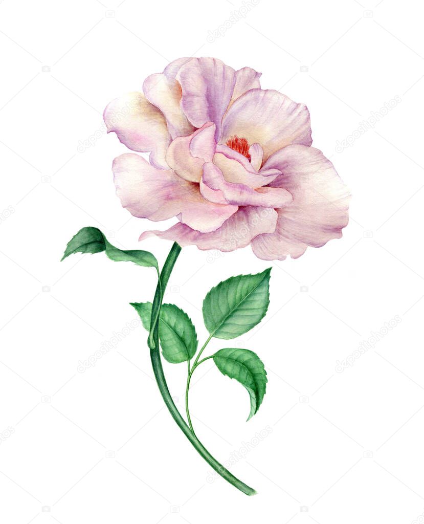 Pink Rose flower with green leaves isolated on a white background