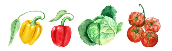 Conjunto de verduras: tomate, col de la cabeza y amarillo y pimentones acuarela ilustración —  Fotos de Stock