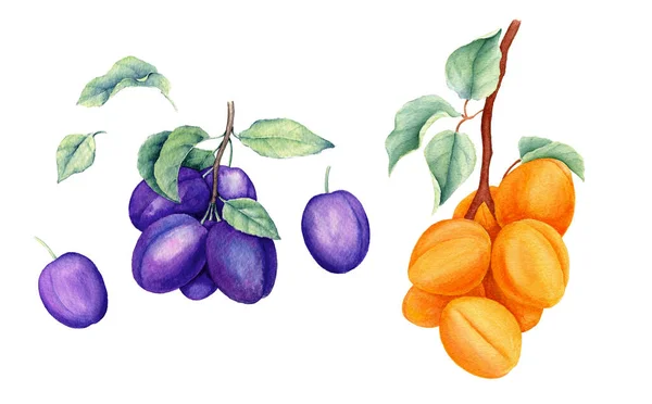 Set di frutta annata acquerello illustrazione botanica — Foto Stock