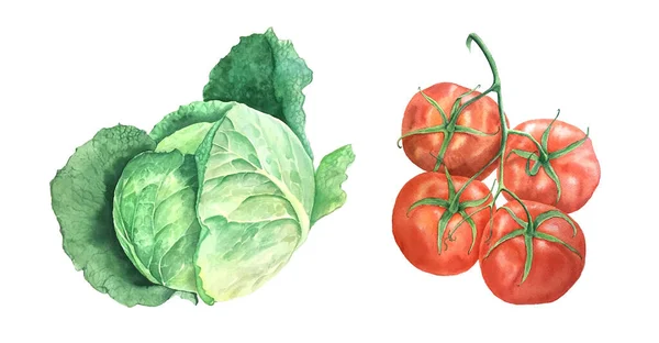 Akvarell cabage och tomat vintage botanisk illustration — Stockfoto