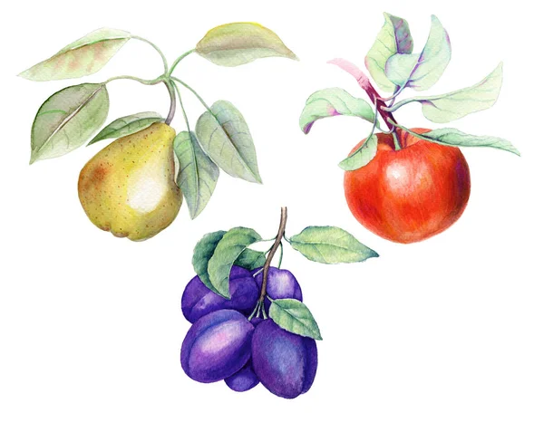 Набір фруктів старовинна акварельна ботанічна ілюстрація — стокове фото