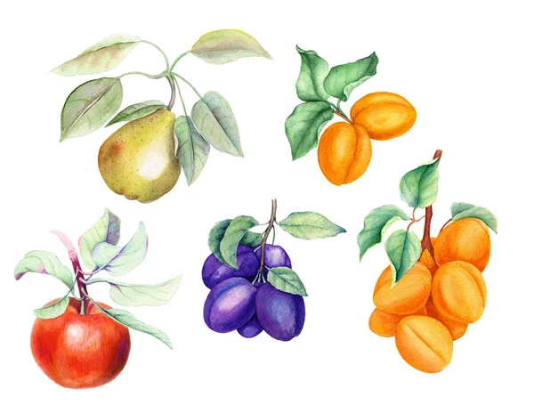 Набір фруктових гілок з зеленим листям ізольовані на білому фоні акварельна ілюстрація, придатна для дизайну їжі — стокове фото