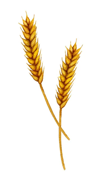 Винтажные акварельные колоски пшеницы — стоковое фото