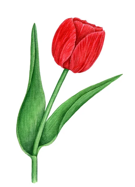Ročník akvarel červená tulipán botanické ilustrace izolované na bílém pozadí — Stock fotografie
