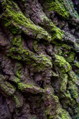 Bir ağaç kenarında yeşil, kahverengi kabuğu yapar iyi doku ve arka planlar