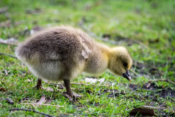 Canard Dans Parc Printemps — Photo