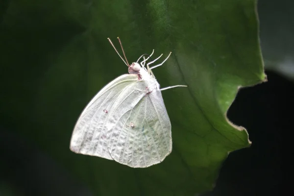 Ein Schmetterling Sitzt Auf Einem Grünen Blatt — Stockfoto