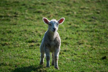Gülümseyen, mutlu kuzu çim alan, bahar