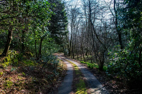 Bir çakıl bir orman yoluyla tek yönlü yol