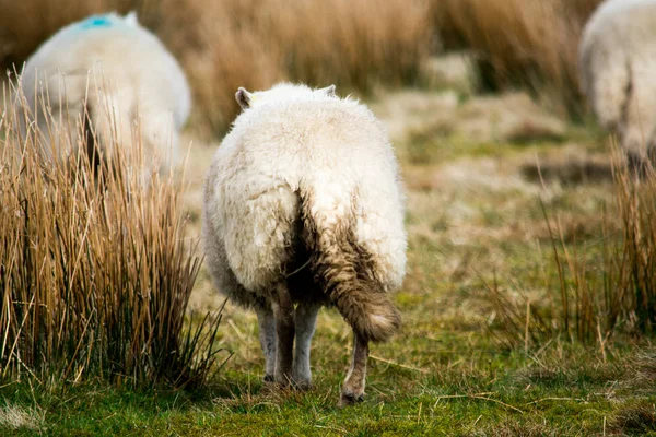 Herd Sheep Walking Away Together Througha Grass Feild Dirty Tails — Stock Photo, Image