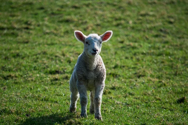 Gülümseyen, mutlu kuzu çim alan, bahar