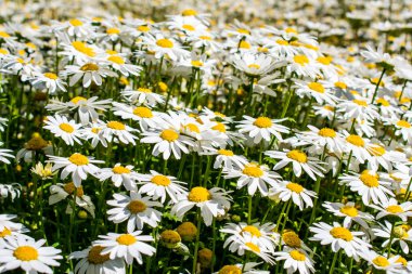 Papatyalar bir alanda, güneşli bir gün, bir sürü iyi arka planı için