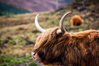 A yakın çekim İskoç dağlık kahverengi bir yayla inek