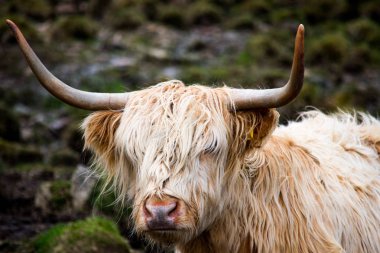 A yakın çekim İskoç dağlık kahverengi bir yayla inek