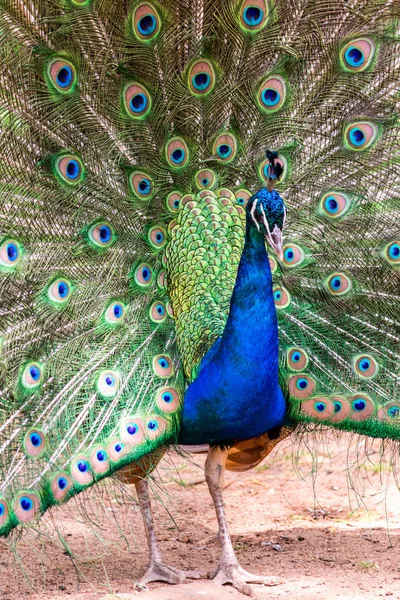 Bright Male Peacok Showing His Feathers Portrait — Stock Photo, Image