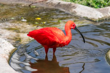 Su, parlak pembe tüylü bir havuzda oturan bir kırmızı Ibis