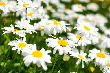 Bir alan papatyalar, yeşil ile dolu bırakır, bir odak